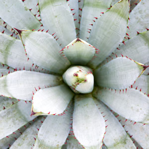 Agave plant