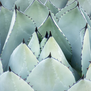 Agave Parryi