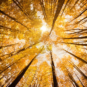 Autumn trees with yellow leaves