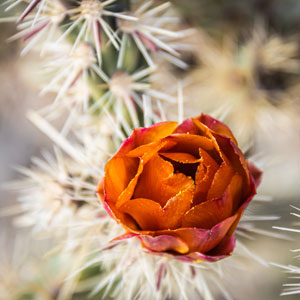 Cactus bloom