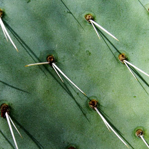 Cactus paddle