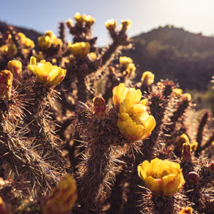 Cholla cactus with yellow blooms
