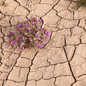 Cracked soil in desert