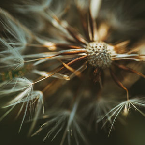 dandelion seed