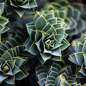 Gopher plant succulent