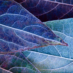 Blue and purple leaves