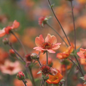 Orange colored wildlflowers