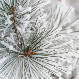 Pine tree in winter snow