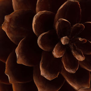 Pinecone close up