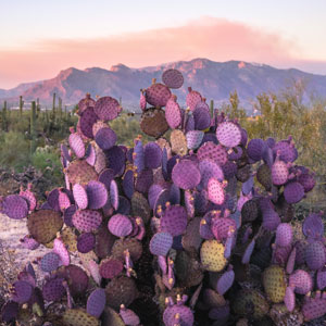 Purple cactus