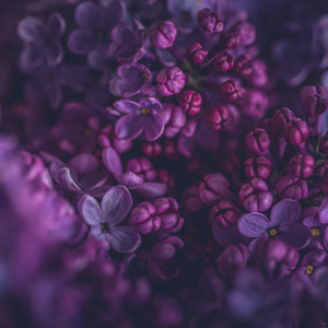 Small purple succulent flowers