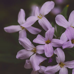 Purple flowers