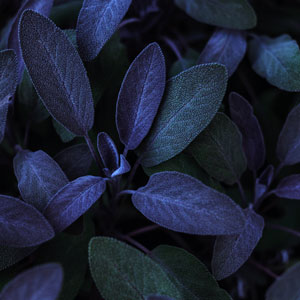 Purple leaves