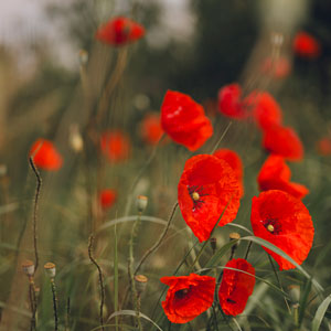 Red poppy flowers