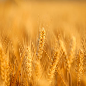 Wheat