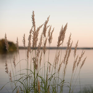 Grass near a riverbank