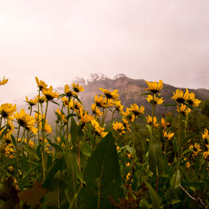 Yellow wildflowers