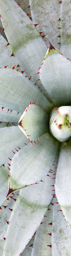 Overhead view of Agave plant
