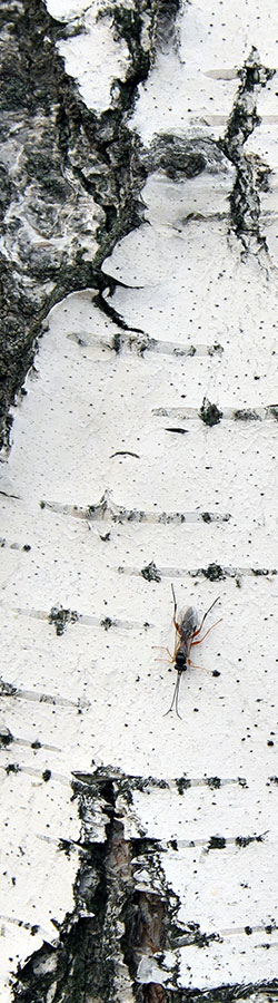 Aspen tree trunk texture