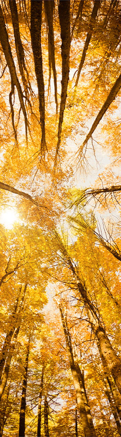 Yellow autumn leaves on trees