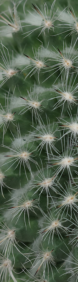 Close-up on cactus texture