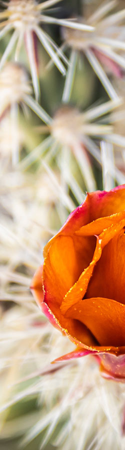 Orange bloom on cactus