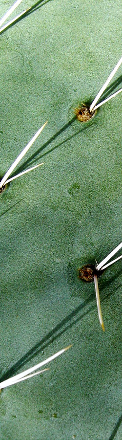 Close-up on cactus texture