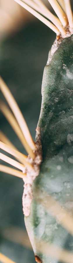 Close-up on cactus texture