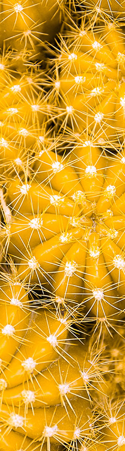 Close-up on cactus texture