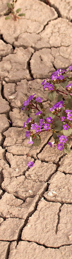 Dry cracked soil