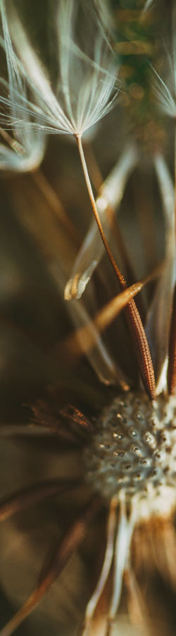 Close up dandelion seed