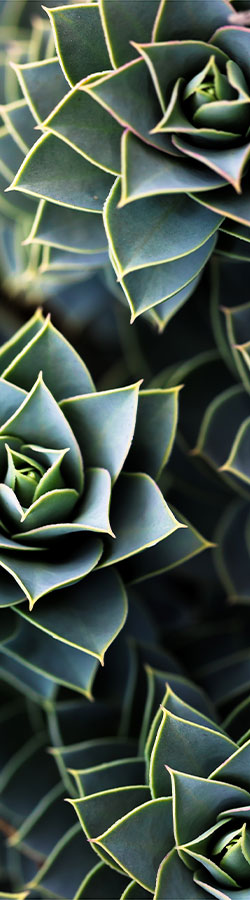 Gopher plant succulent