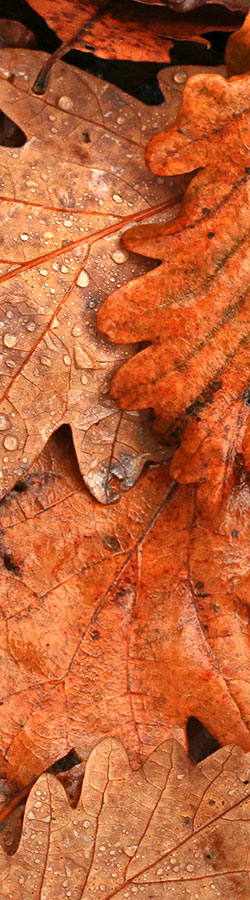 close-up of orange leaves