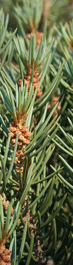 Pine needles on branches