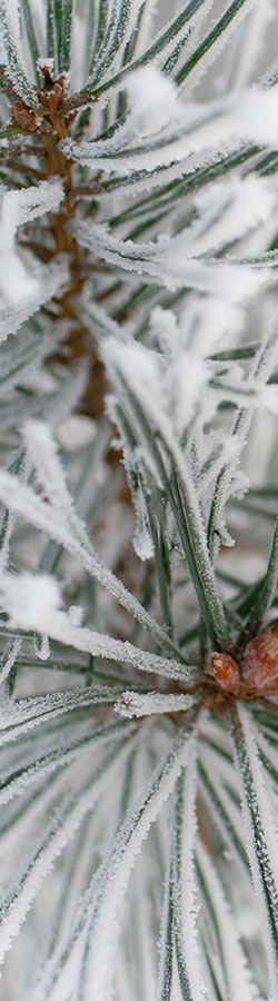 Pine needles with snow on them