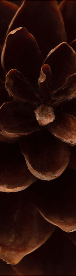 Close-up of pine cone