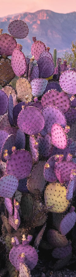 Purple prickly pear cactus