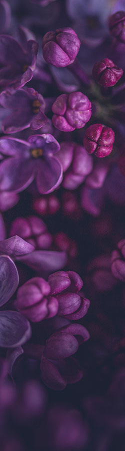 Close-up of purple flower blooms