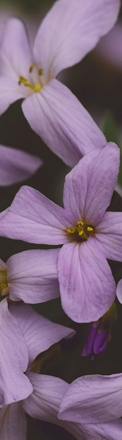 Purple flower blooms