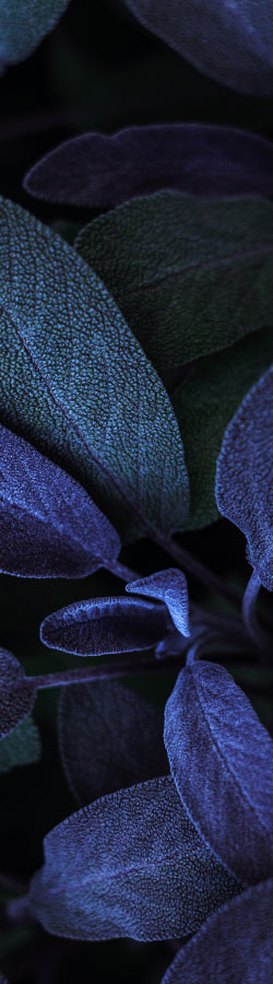 Dark blue leaves