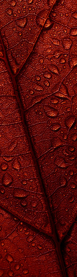 Close-up of dark red leaf