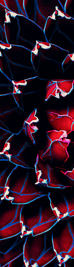 Close up of red succulent