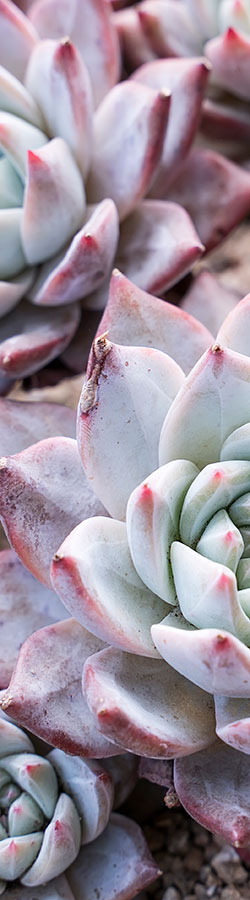 Close-up of echeverria succulents