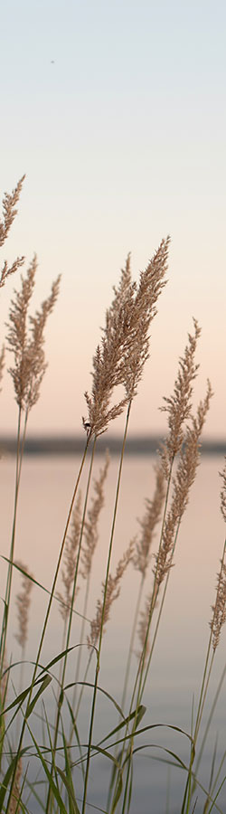 Wild grass by a lake
