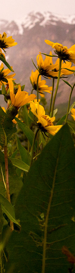 Yellow wildflowers by mountain