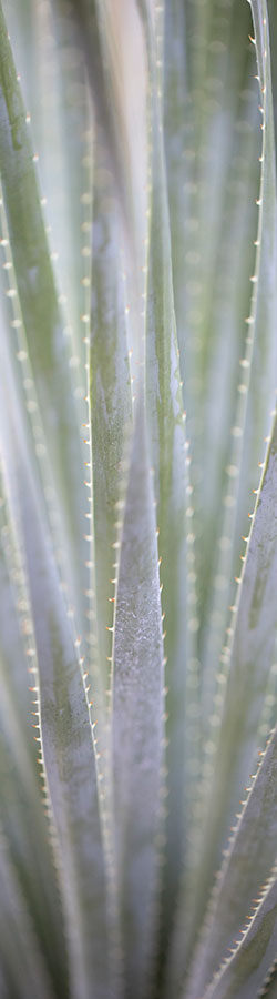 Close-up of serrated yucca leaves