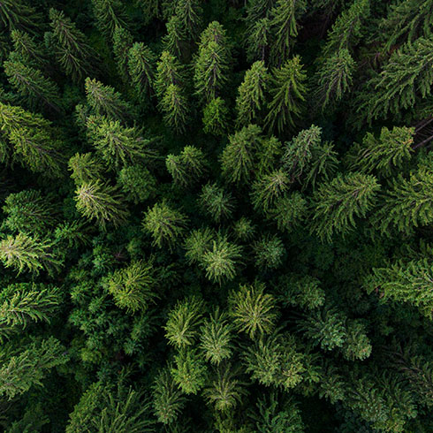 aerial view of pine trees