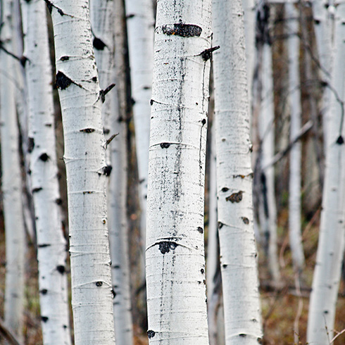 aspen trees