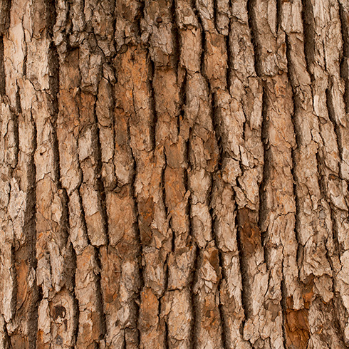 tree bark