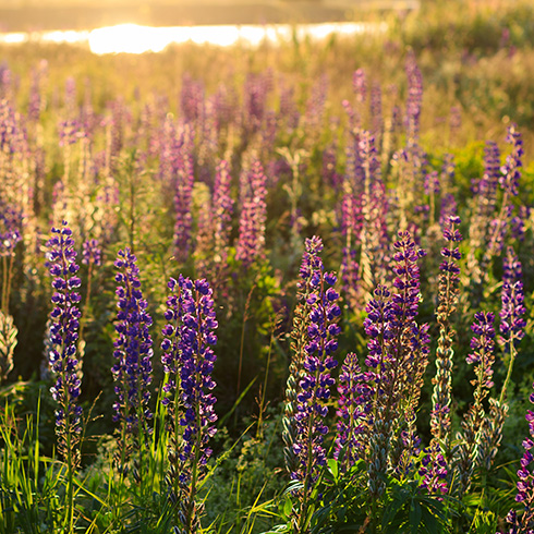 field of bluebonnets